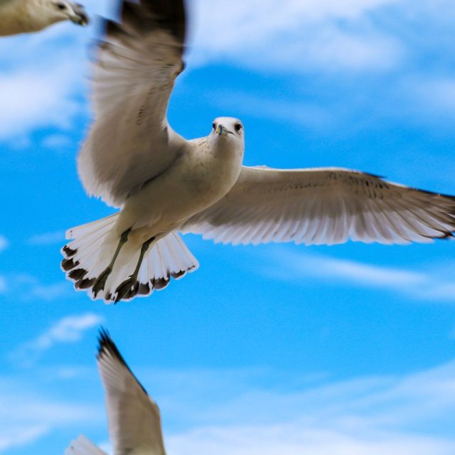 Gull