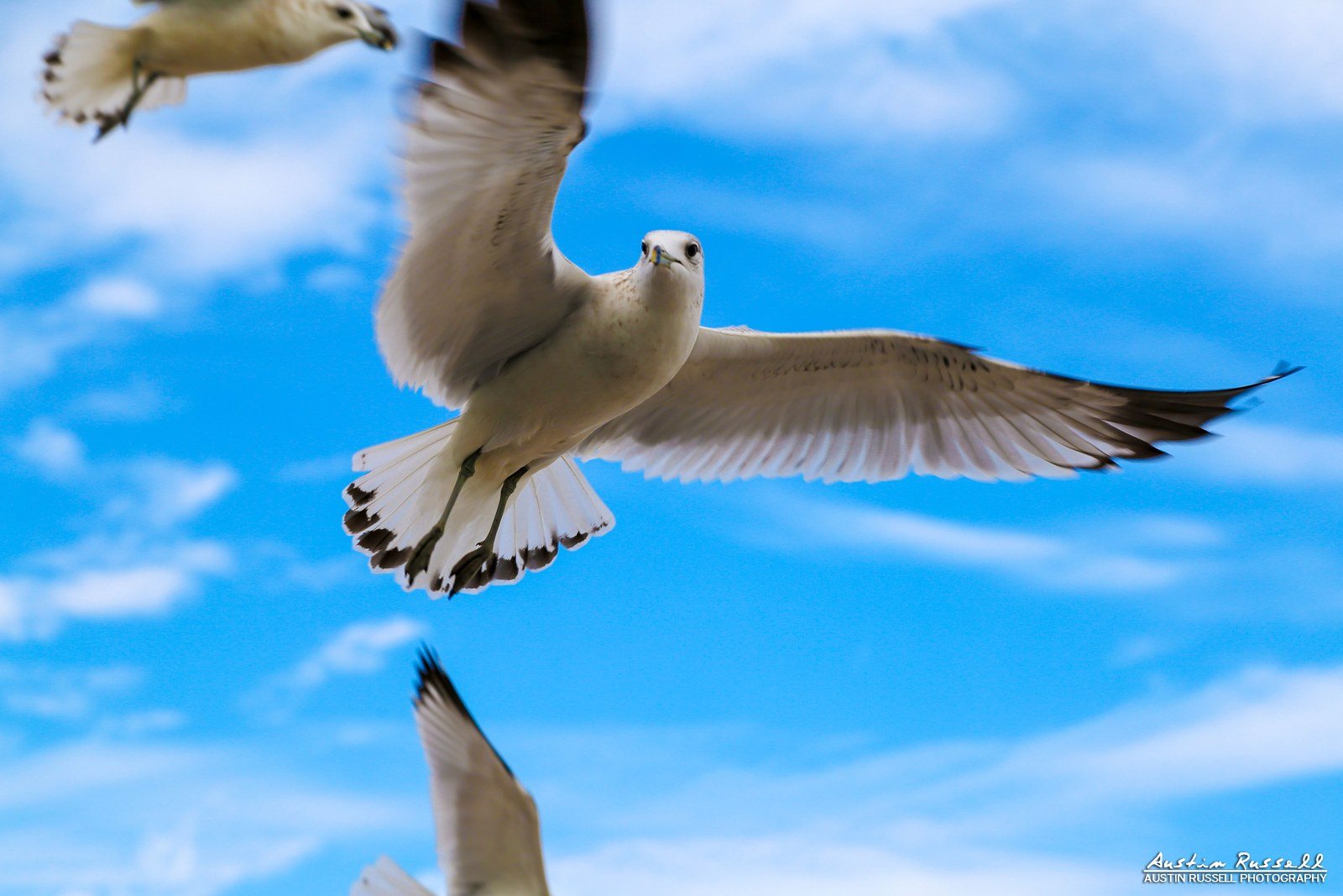 Gull