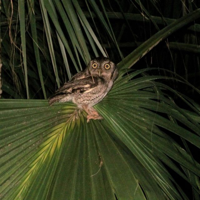 Vero Wildlife @ My Door