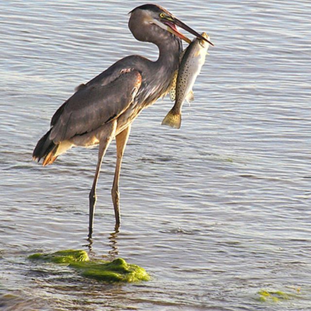 A Birds Best Catch