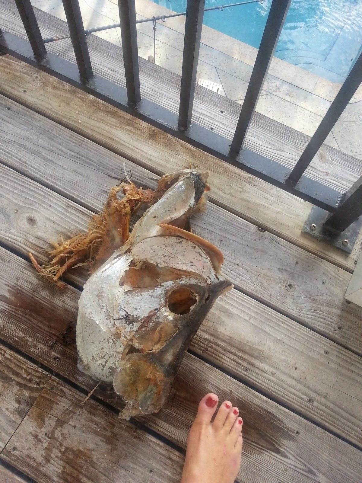 Tarpon Treasure