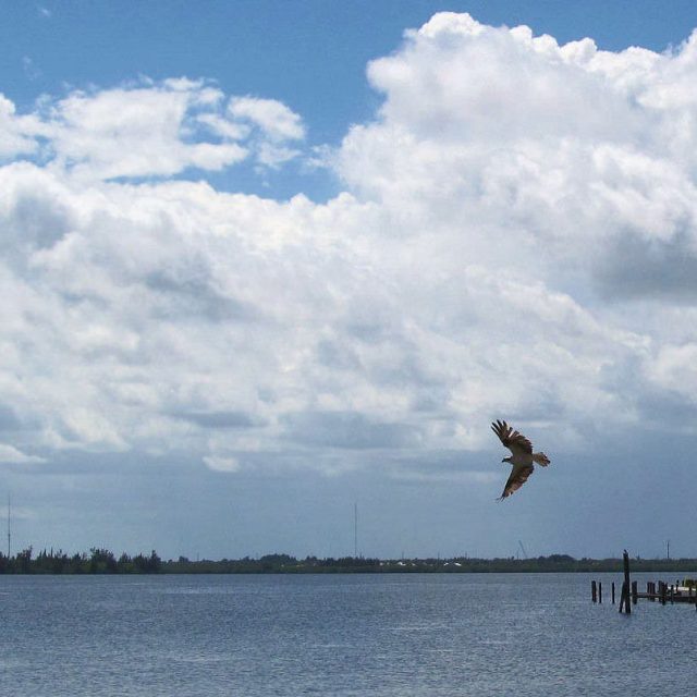 OSPREY On Vero I.R.