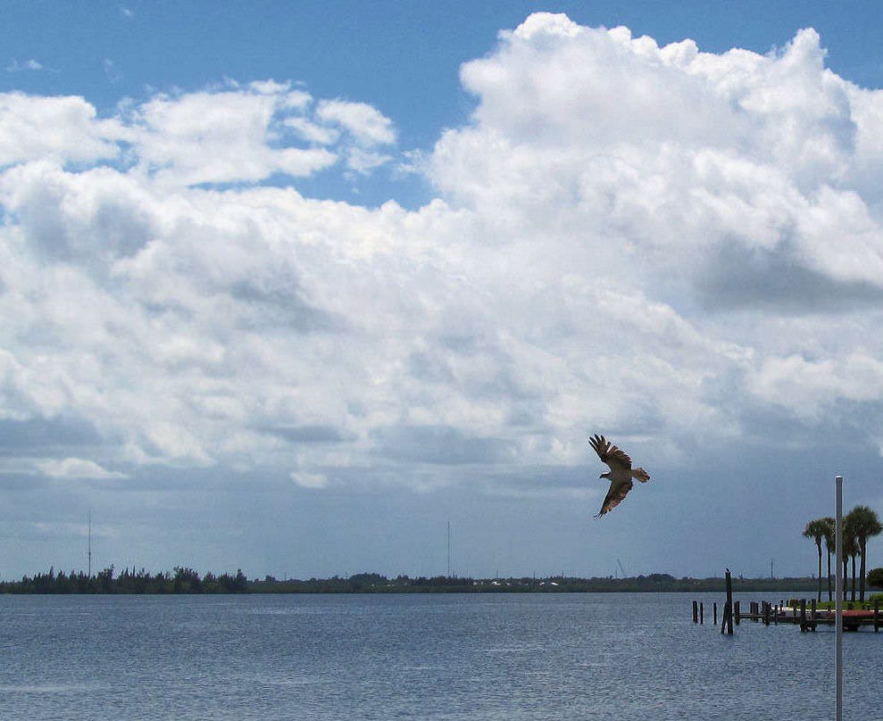 OSPREY On Vero I.R.