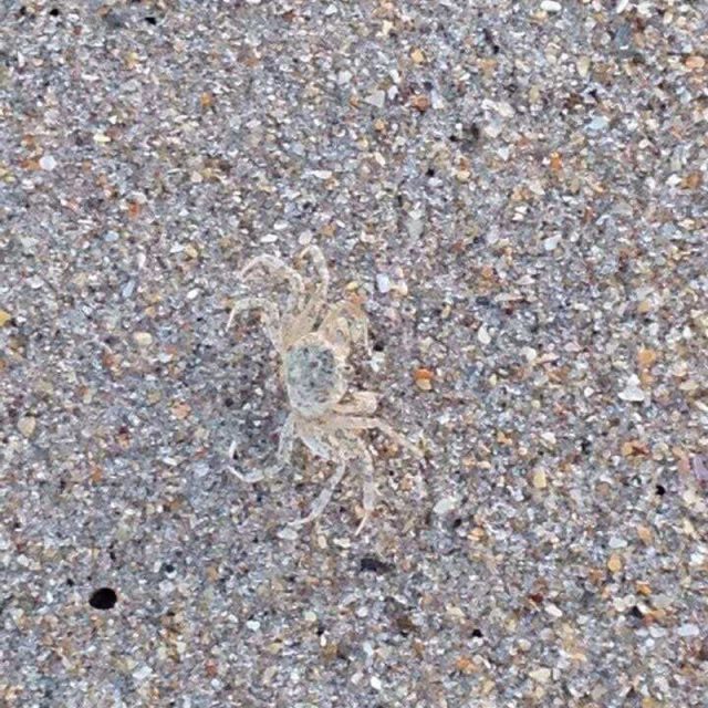 Camouflaged