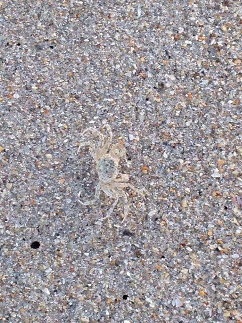 Camouflaged