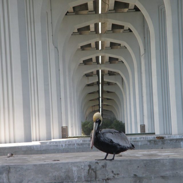 Pelican Under The Bridge