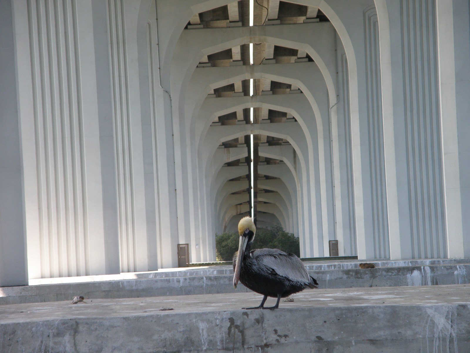 Pelican Under The Bridge