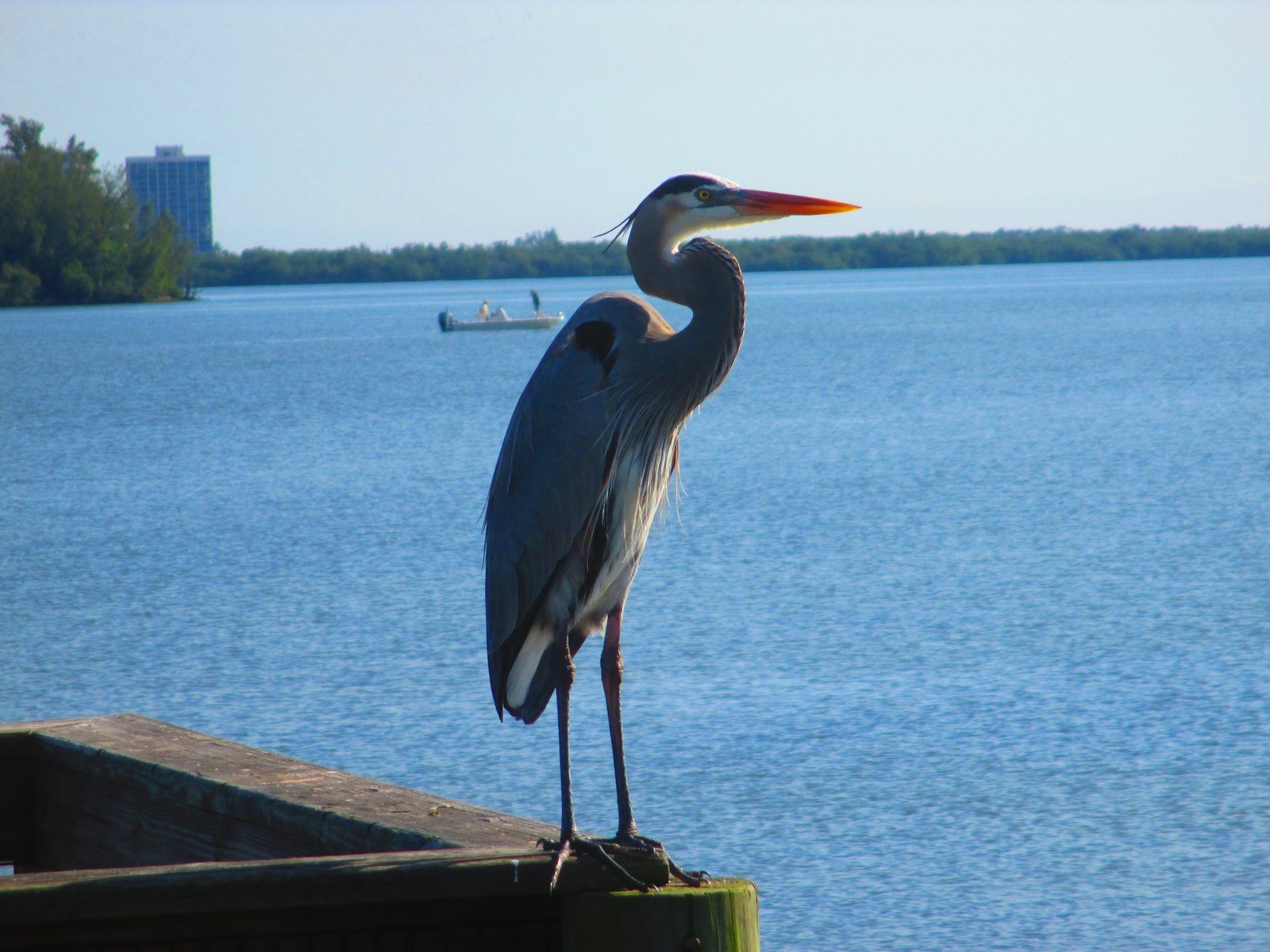 Looking For Prey On Indian River.