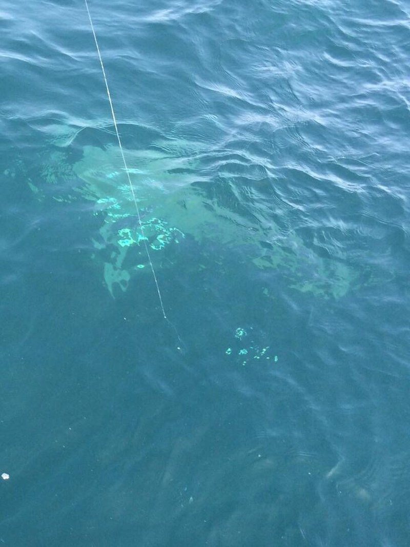 Bull Shark Experience