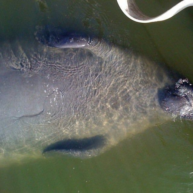 "Lagoon Life In Vero"