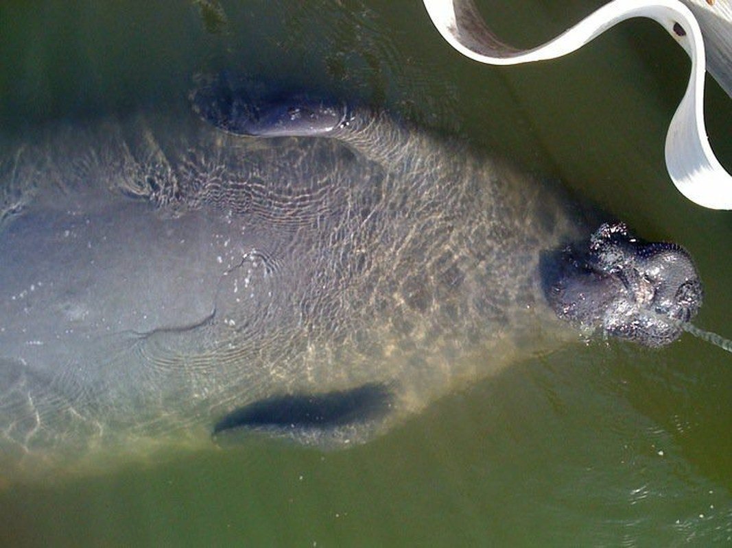 "Lagoon Life In Vero"