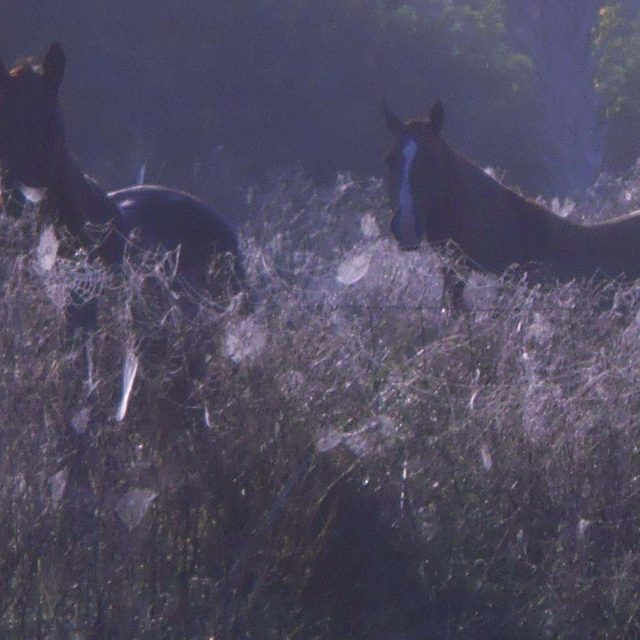 Morning Dew