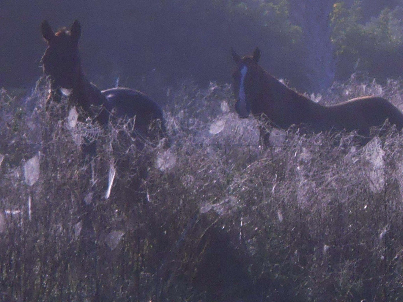 Morning Dew
