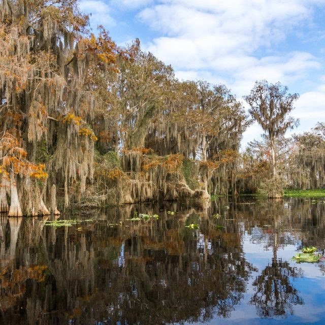 Blue Cypress Lake