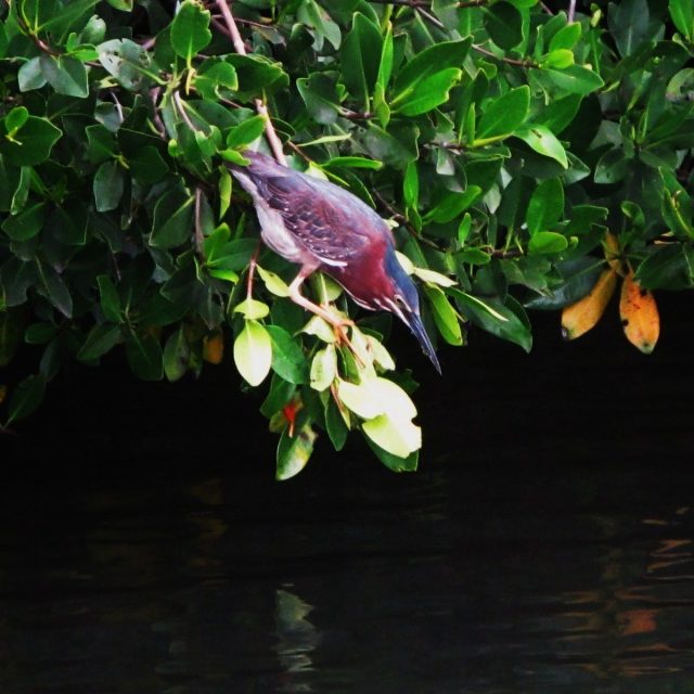 SPRING FISHIN' AROUND THE VERO BEACH MARINA