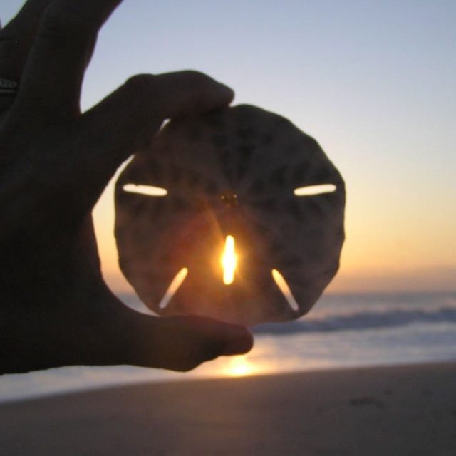 Sand Dollar, Sunrise, South Beach, Vero Beach