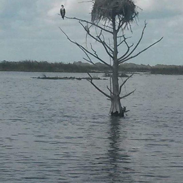 Dead Tree