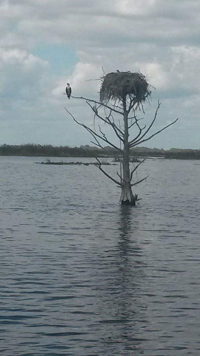 Dead Tree