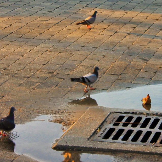 The Birds Do It Too.