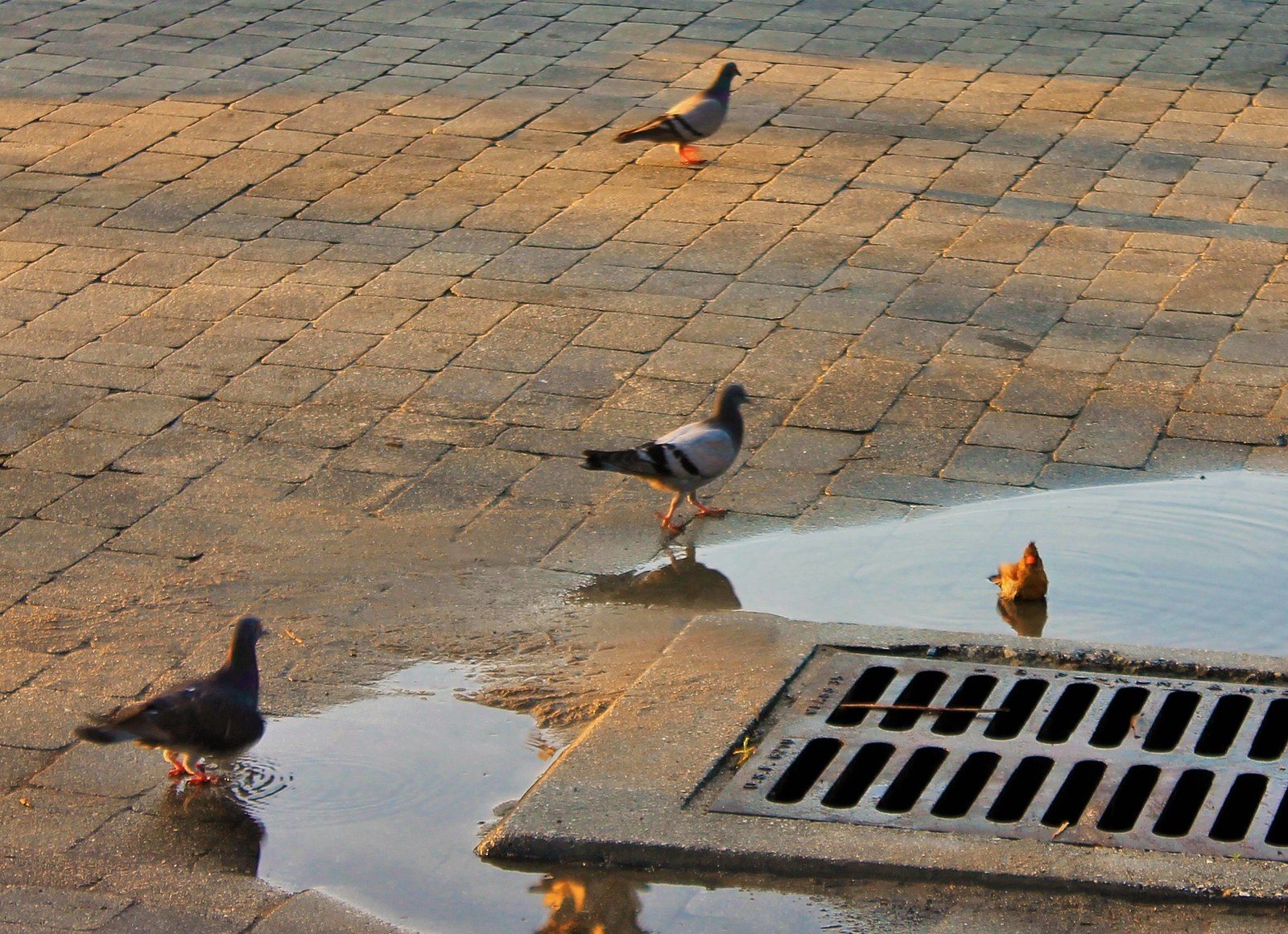 The Birds Do It Too.