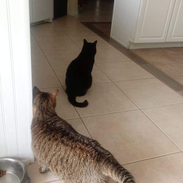 Cat-astrophe Social Distancing