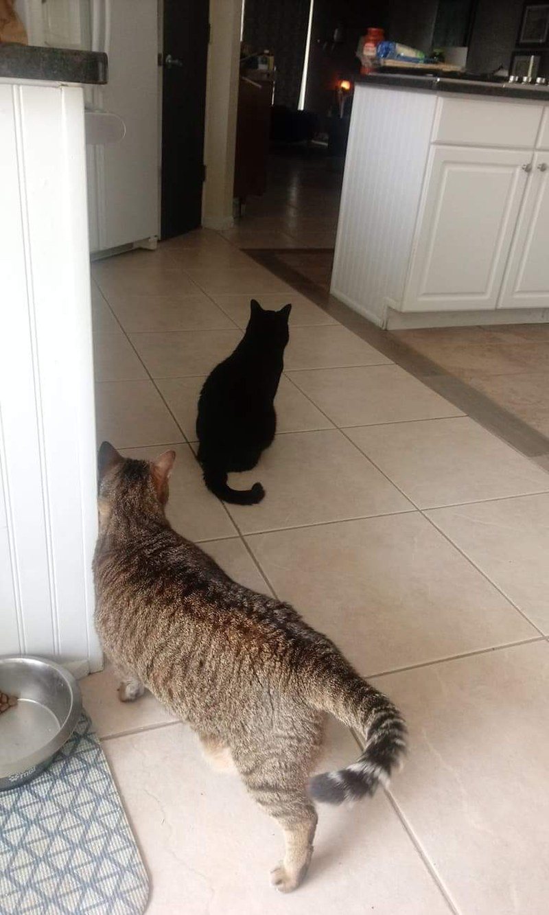 Cat-astrophe Social Distancing