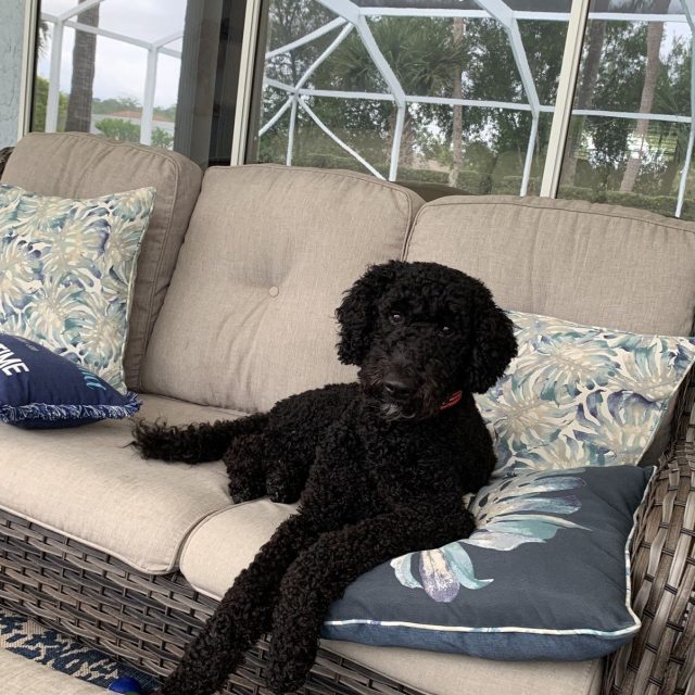 Just Hanging By The Pool L