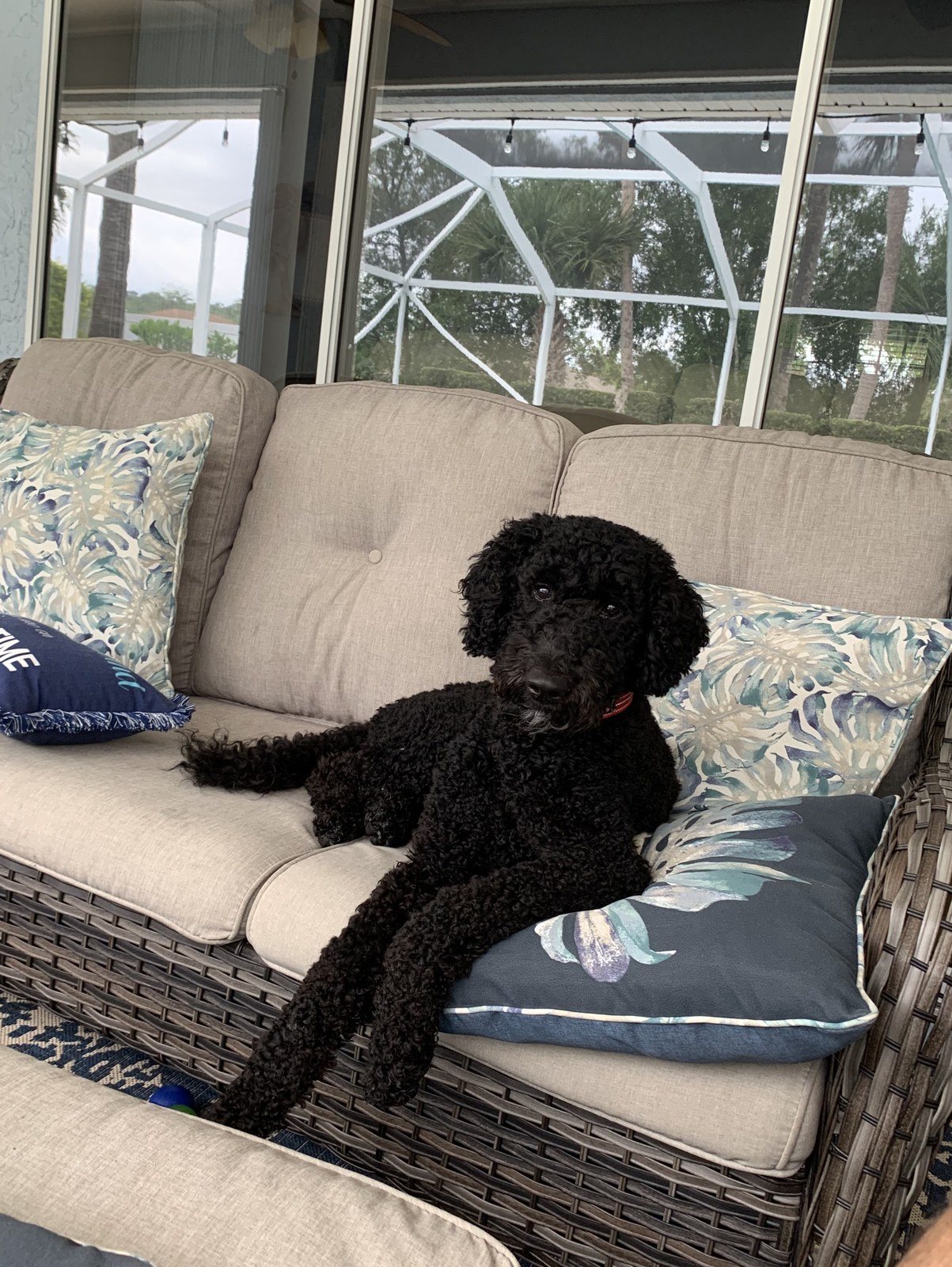 Just Hanging By The Pool L