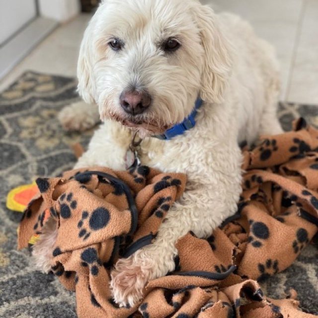 Petie (aka: Linus)