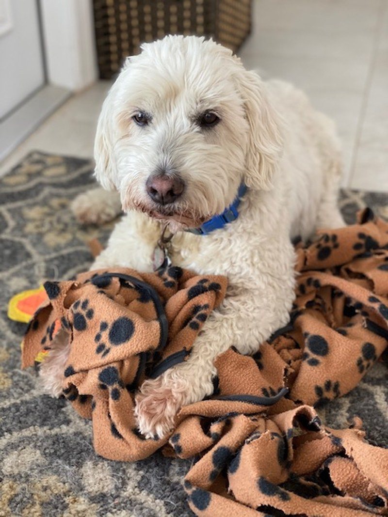 Petie (aka: Linus)