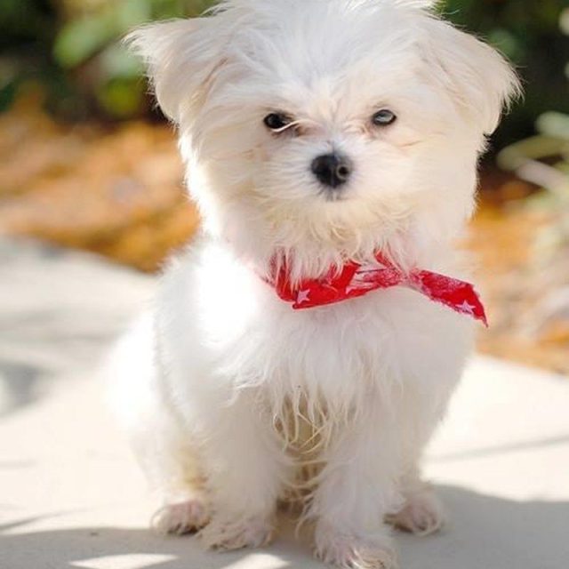 Yes Mom Says I Was A Cute Puppy 🐾