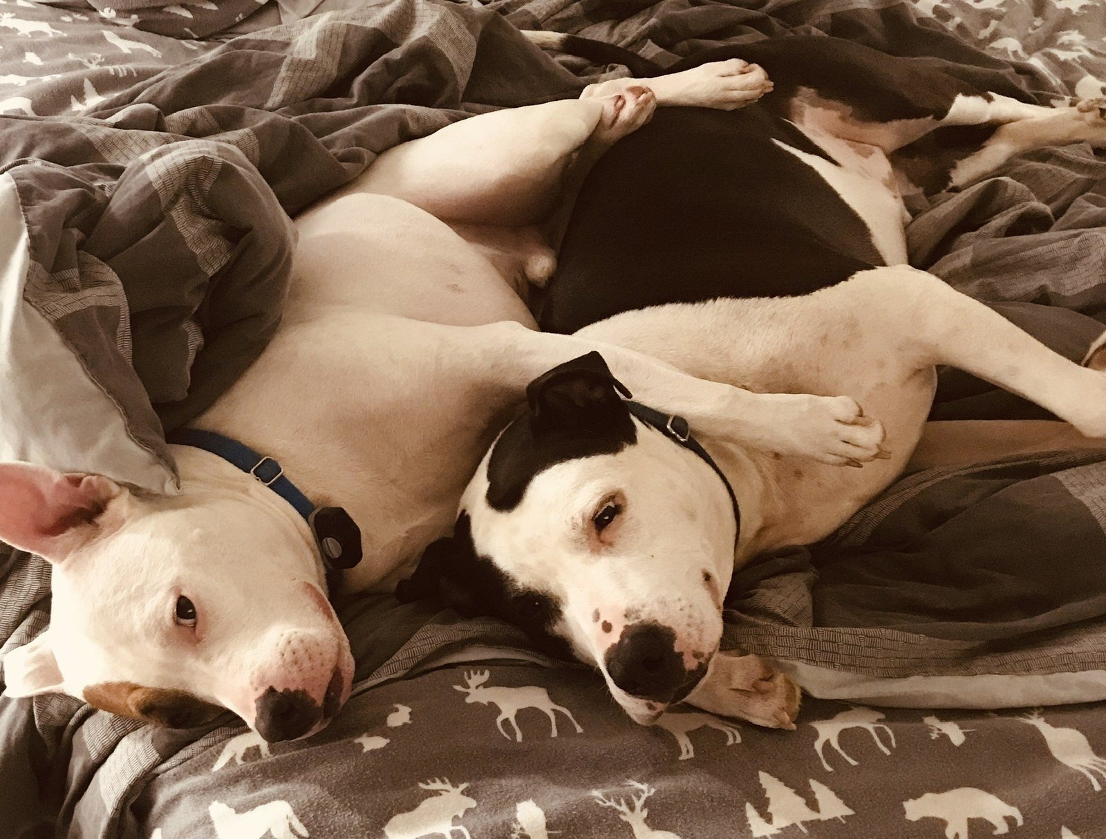 Lazy Boys!