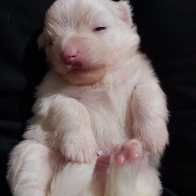Little Paws