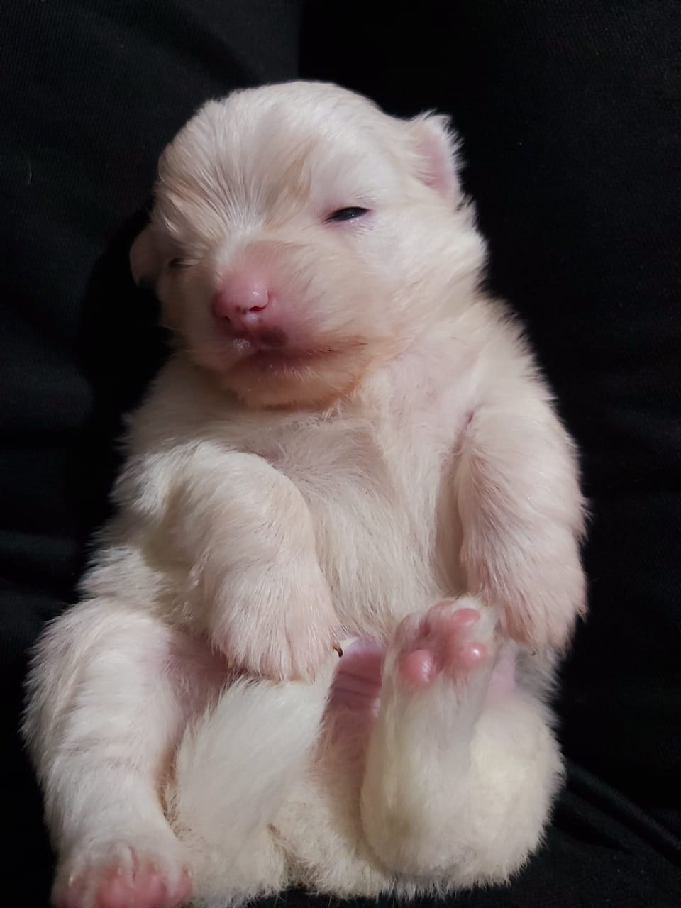 Little Paws