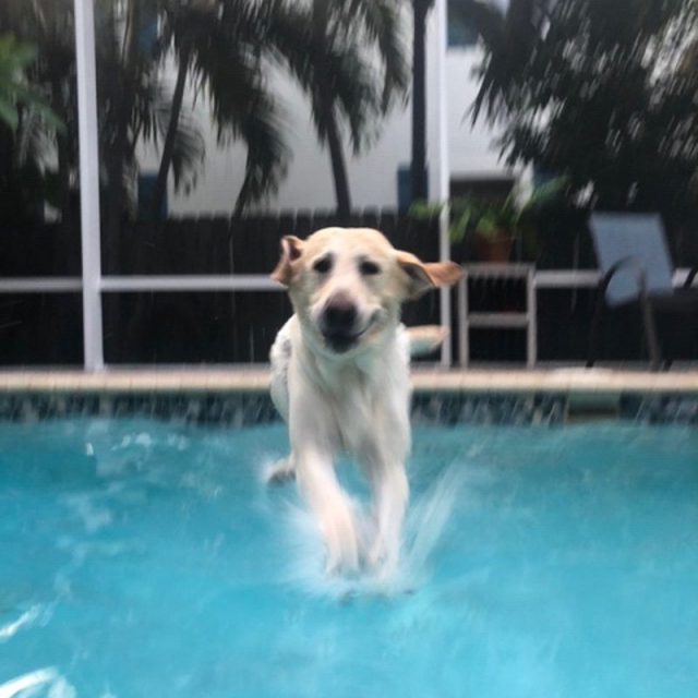 Ollie Walks On Water!