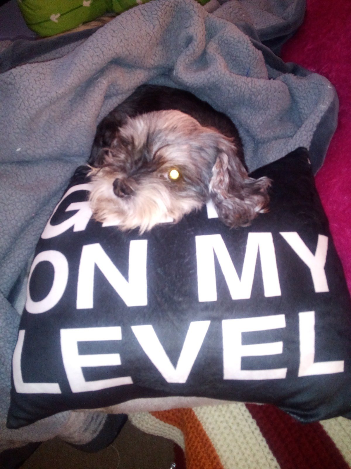 I Hope You Like This Pic Of Buddy