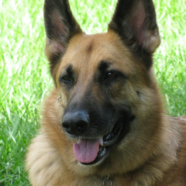 Big Dog Princess