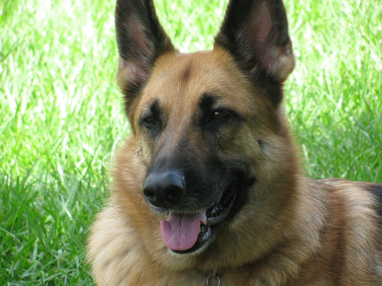 Big Dog Princess