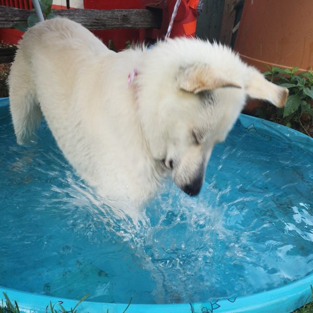 Splash Time