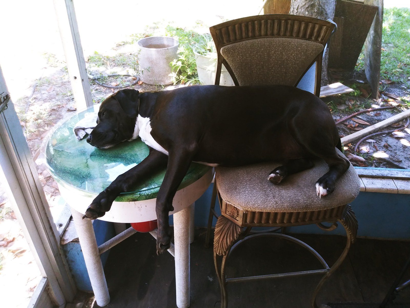Afternoon Nap On His (Zeus) "perch"