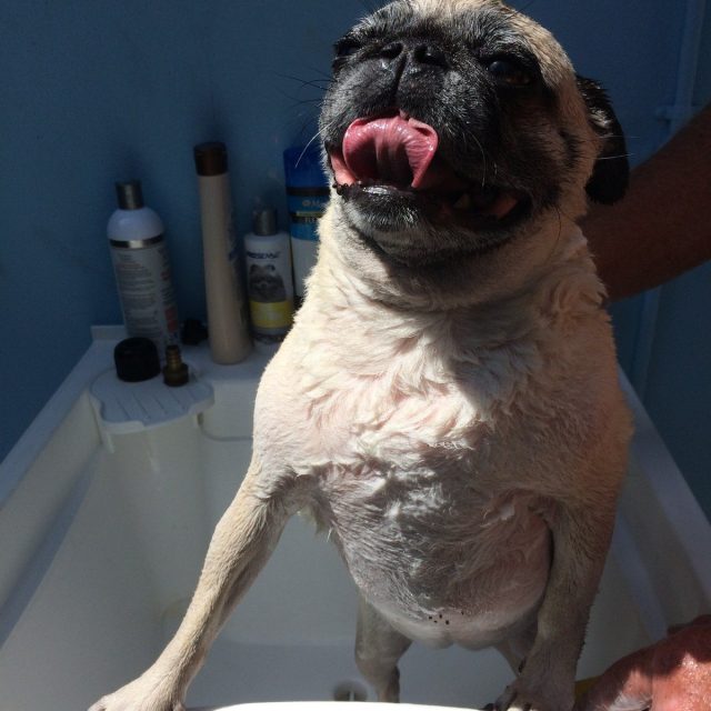 Summer Splash