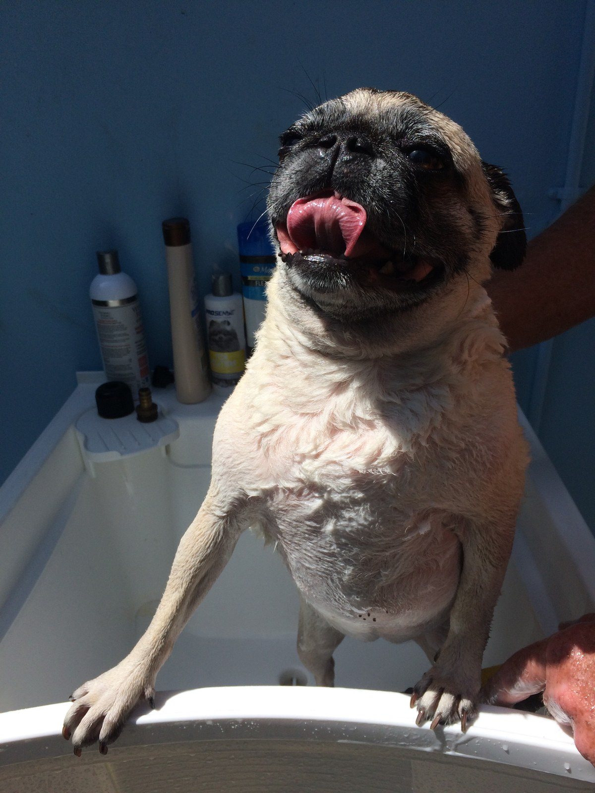 Summer Splash