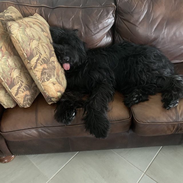 Nap After Lunch