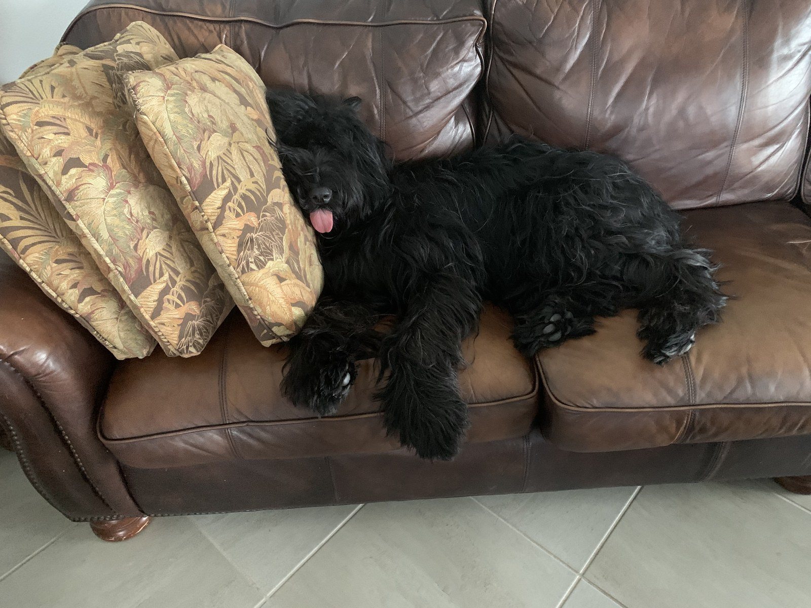 Nap After Lunch