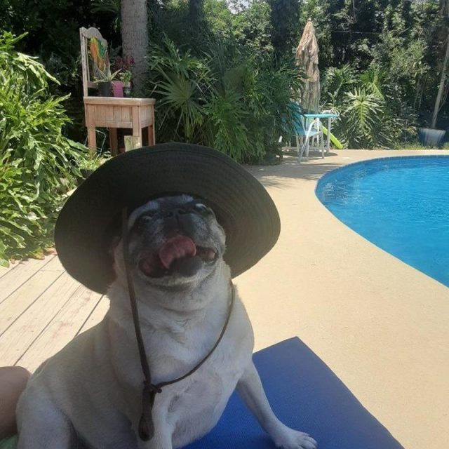Yo Quiero Taco Pug