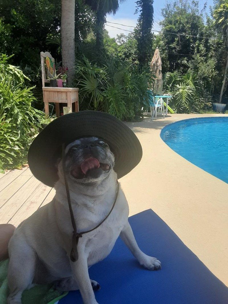 Yo Quiero Taco Pug