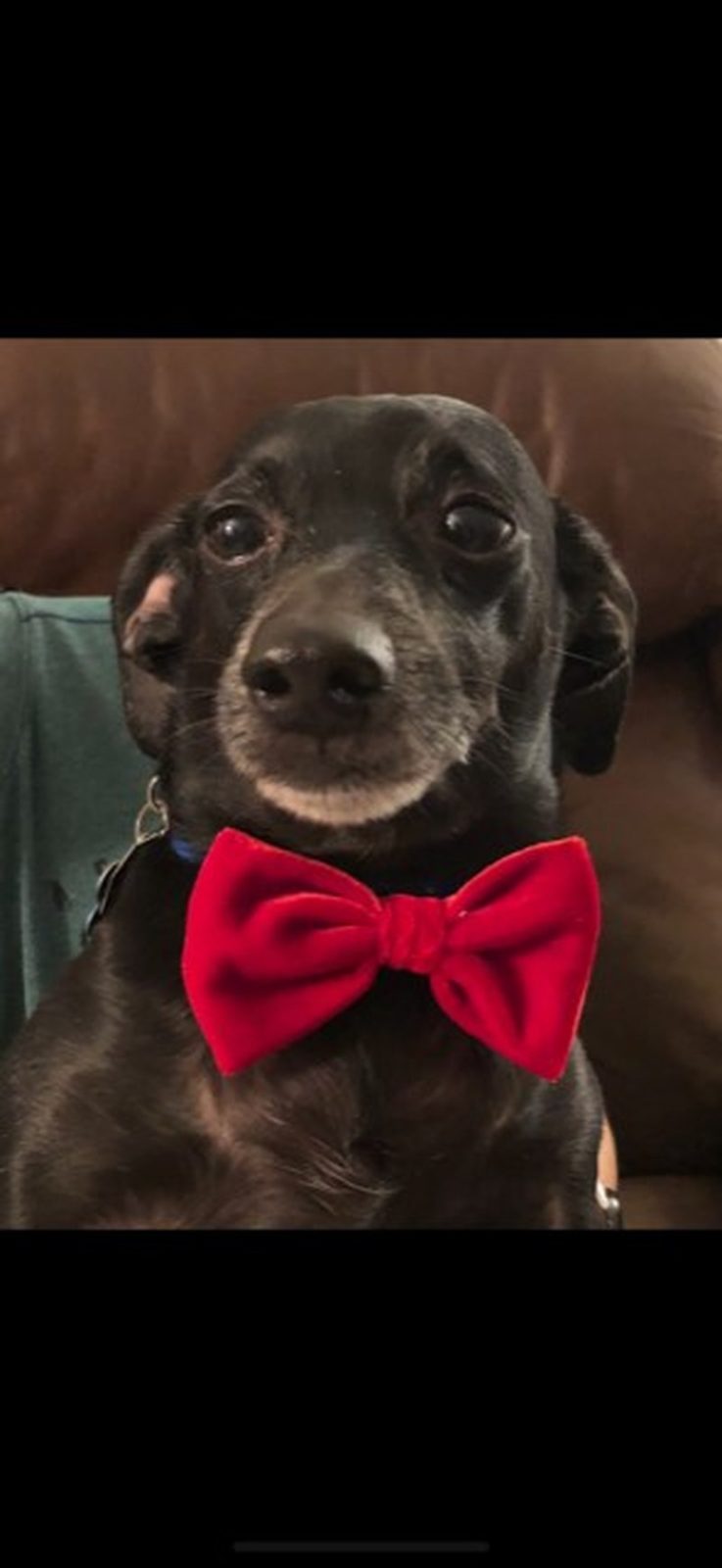 Stitch - All Dressed Up!
