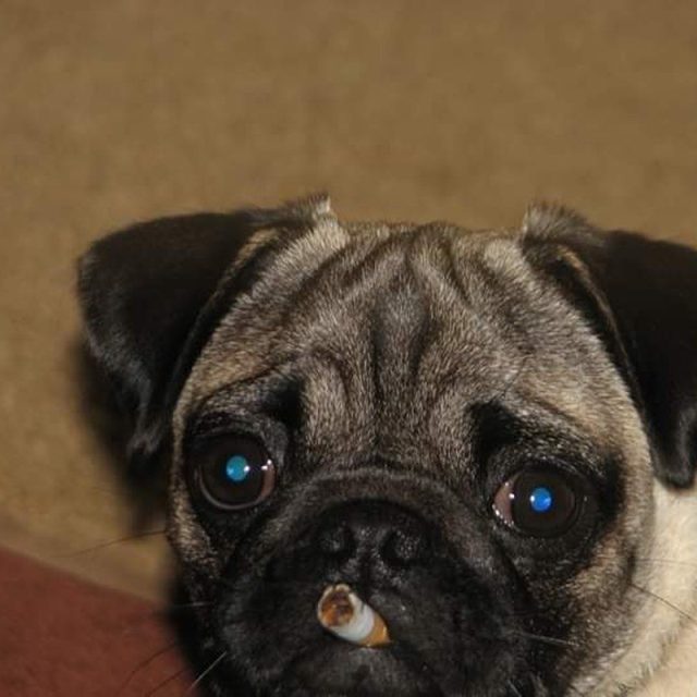My Sisters Pug Came In House Like This!!