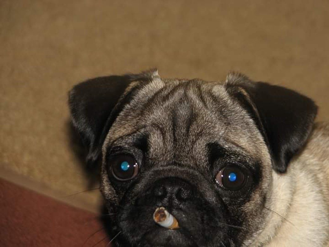 My Sisters Pug Came In House Like This!!