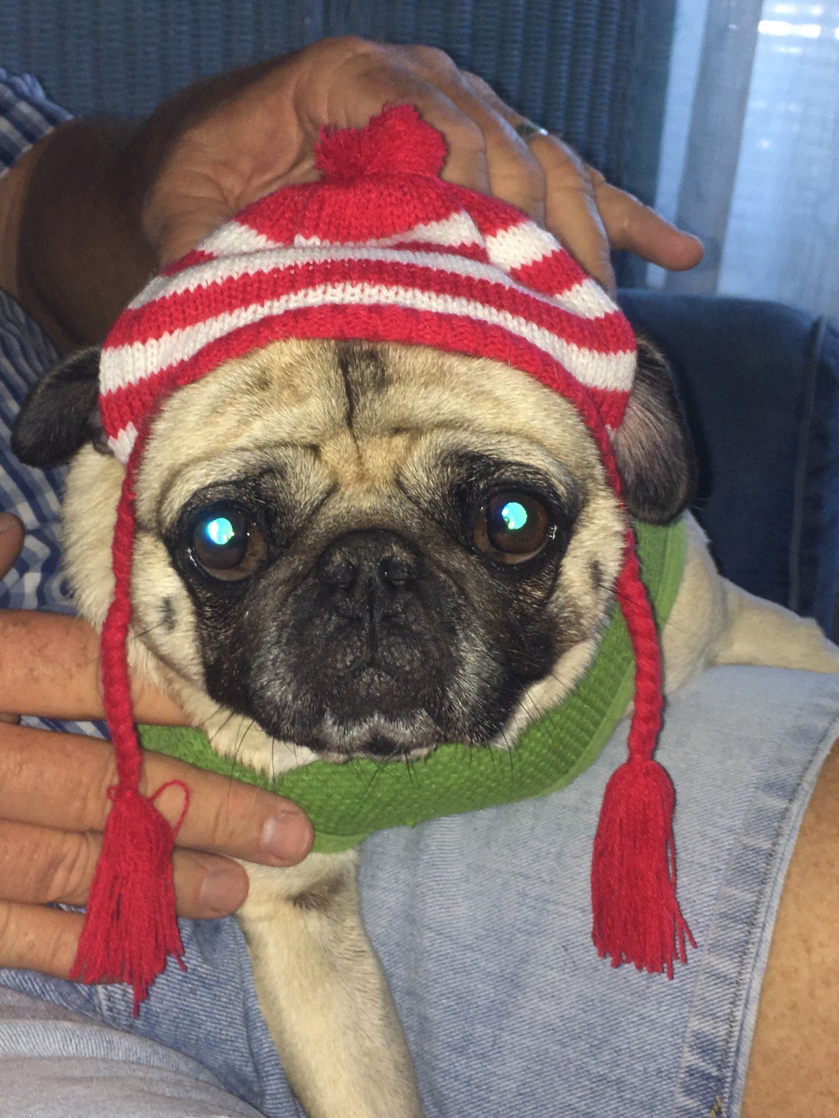 Santa's HelperPug